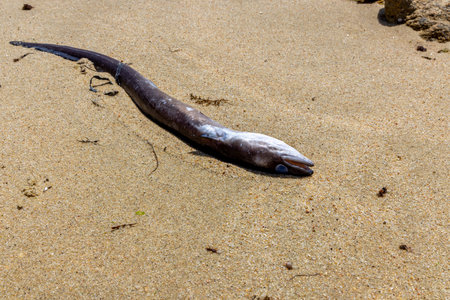 A dead conger eel fish is laying on the beach. The beach is rocky and the fish is laying on the sandの写真素材