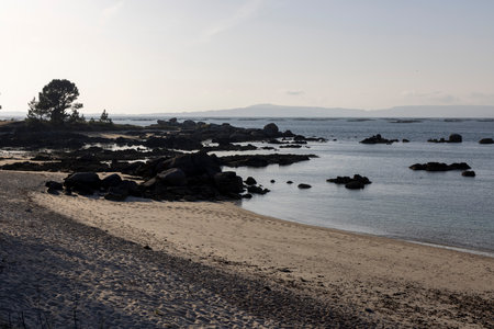 A tree is in front of a rocky shoreline with a body of water in the background. The sky is cloudy and the scene is peacefulの写真素材