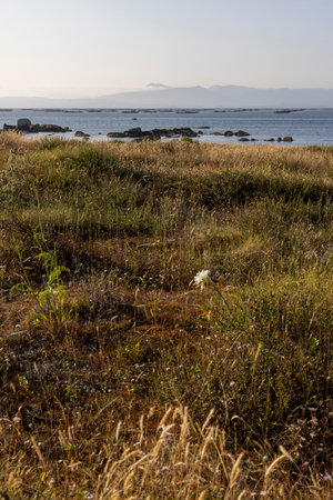 A field of grass with a white flower in the foreground. The field is near a body of water and the sky is cloudyの写真素材