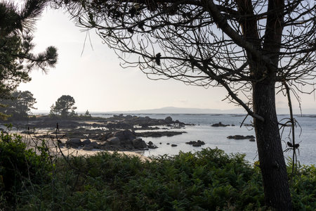 A tree is in front of a rocky shoreline with a body of water in the background. The sky is cloudy and the scene is peacefulの写真素材