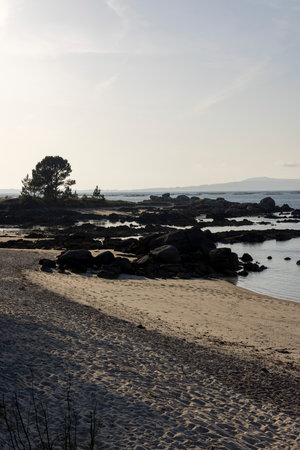 A tree is in front of a rocky shoreline with a body of water in the background. The sky is cloudy and the scene is peacefulの写真素材