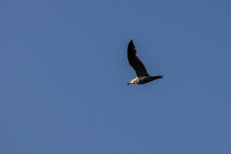 A seagull is flying in the sky above a blue sky. The bird is in the middle of the sky and he is soaring. The sky is clear and bright, creating a peaceful and serene atmosphereの写真素材