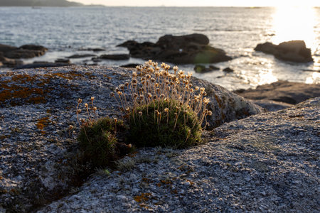 A small plant is growing on a rock near the ocean. The plant is surrounded by rocks and the ocean is in the background. The image has a peaceful and serene moodの写真素材