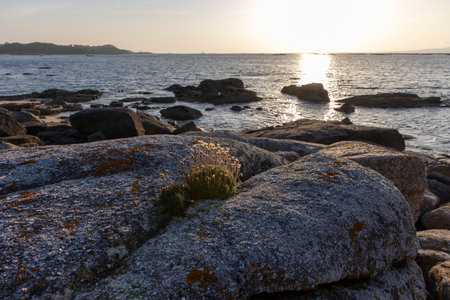 A small plant is growing on a rock near the ocean. The plant is surrounded by rocks and the ocean is in the background. The image has a peaceful and serene moodの写真素材