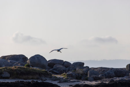 A white little egret bird is flying over a body of water. The sky is cloudy and the bird is soaring high above the waterの写真素材