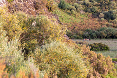 A hillside with trees and a few horses grazing. The jorses are scattered around the hillside, with some closer to the foreground and others further back. The trees are tall and green, providing a lushの写真素材