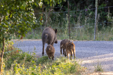 A mother boar pig is leading her three piglets across a road. The scene is peaceful and natural, with the animals moving together in a groupの写真素材