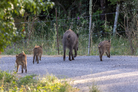 A mother boar pig is leading her three piglets across a road. The scene is peaceful and natural, with the animals moving together in a groupの写真素材
