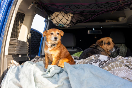 Two dogs are sitting on a bed in a car. One is brown and the other is blackの写真素材