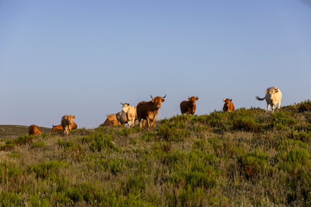 A herd of cows are grazing on a hillside. The cows are brown and white. The grass is green and the sky is blueの写真素材