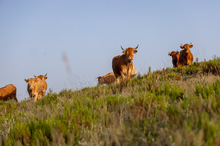 A herd of cows are grazing on a hillside. The cows are brown. The grass is green and the sky is blue