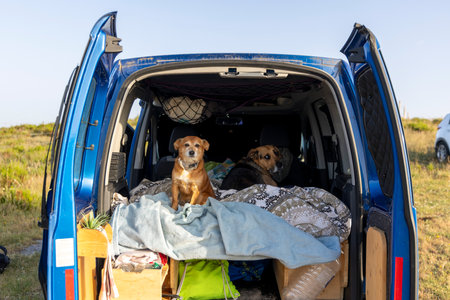 Two dogs are sitting on a bed in a car. One is brown and the other is blackの写真素材