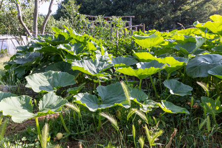 A garden with many green plants including squash. The squash are growing in the grass. The garden is full of life and colorの写真素材