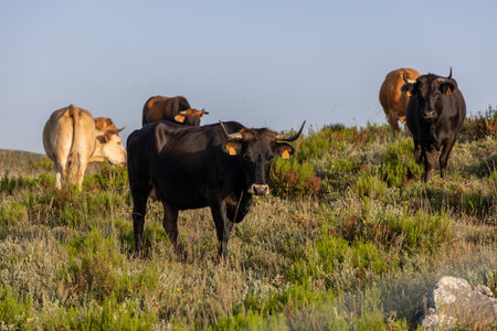 A herd of cows are grazing on a grassy hill. The cows are of different colors, including brown and white. The scene is peaceful and serene, with the cows standing close to each otherの写真素材