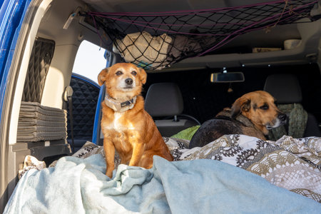 Two dogs are sitting on a bed in a car. One is brown and the other is black