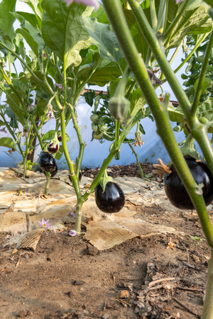 A bunch of black eggplant growing on a plant. The plant is surrounded by a brown paperの写真素材