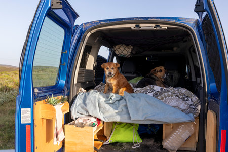 Two dogs are sitting on a bed in a car. One is brown and the other is blackの写真素材