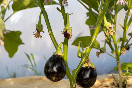 A bunch of purple eggplant hanging from a plant. The plant is surrounded by dirt and grassの写真素材