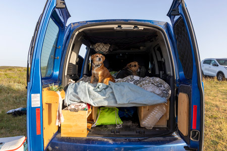 Two dogs are sitting on a bed in the back of a blue van. The van is parked in a grassy fieldの写真素材