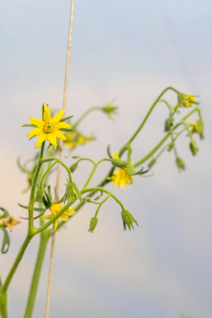 A yellow flower with a brown stem. The flower is surrounded by green leaves. The flower is the main...