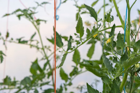 A yellow tomato flower with a brown stem. The flower is surrounded by green leaves. The flower is the main focus of the imageの写真素材