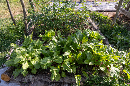 A garden with a variety of plants including spinach and tomatoes. The spinach is growing in a raised bedの写真素材