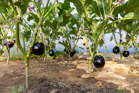 A green plant with a bunch of tomatoes hanging from it. The plant is in a greenhouse.の写真素材