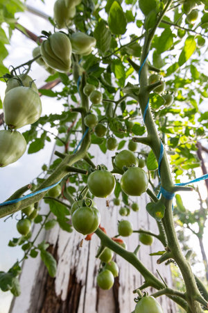 A bunch of green tomatoes hanging from a plant. The tomatoes are unripeの写真素材