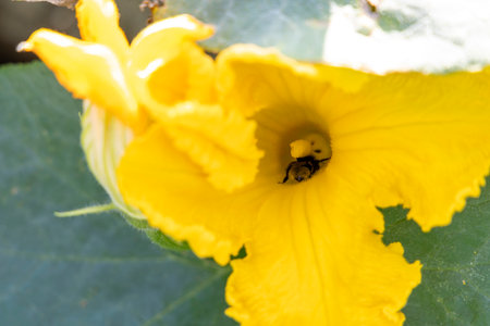 A yellow pumpkin flower with a bee inside of it.の写真素材