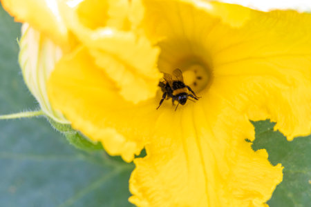 A yellow pumpkin flower with a bee inside of it.の写真素材