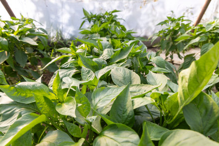 A row of green pepper plants with leaves are growing in a field. The plants are tall and leafy, and...