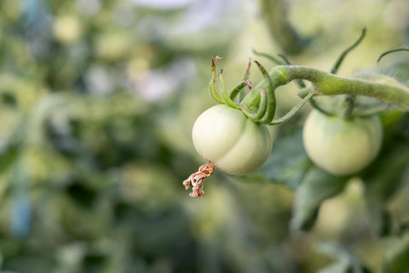 Three green tomatoes hanging from a plant. The plant is full of life and the tomatoes are unripeの写真素材