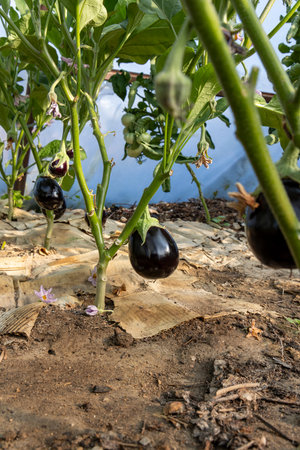 A bunch of black eggplant growing on a plant. The plant is surrounded by a brown paperの写真素材