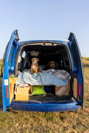Two dogs are sitting on a bed in a car. One is brown and the other is blackの写真素材