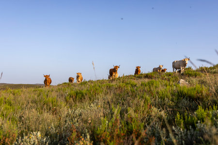 A herd of cows are grazing on a hillside. The cows are brown and white. The grass is green and the sky is blueの写真素材