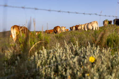 A group of cows are grazing in a field with a fence in the background. The fence is made of wood and wire. The cows are scattered throughout the field, with some closer to the fenceの写真素材
