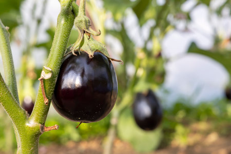 A green plant with a bunch of eggplants hanging from it. The plant is in a greenhouse.の写真素材