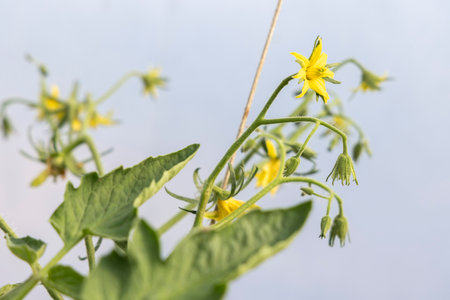 A yellow tomato flower with a brown stem. The flower is surrounded by green leaves. The flower is the main focus of the imageの写真素材