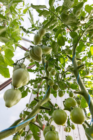 A bunch of green tomatoes hanging from a plant. The tomatoes are unripeの写真素材