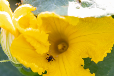 A yellow pumpkin flower with a bee inside of it.の写真素材