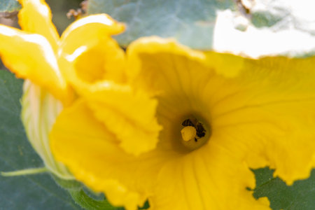 A yellow pumpkin flower with a bee inside of it.の写真素材