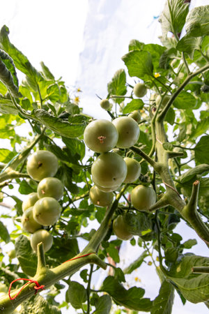A bunch of green tomatoes hanging from a plant. The tomatoes are unripeの写真素材