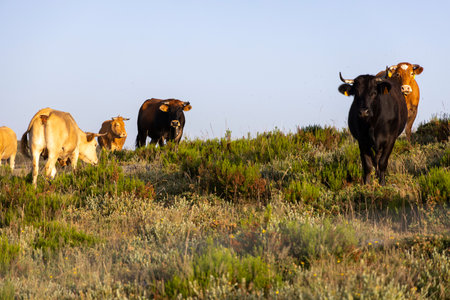 A herd of cows are grazing on a grassy hill. The cows are of different colors, including brown and white. The scene is peaceful and serene, with the cows standing close to each otherの写真素材
