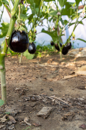 A green plant with a bunch of eggplants hanging from it. The plant is in a greenhouse.の写真素材