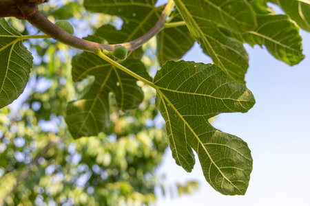 A branch of a fig tree with green leaves and small green fruits. The fruits are clustered together and are visible from the top of the branchの写真素材