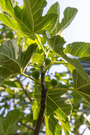A branch of a fig tree with green leaves and small green fruits. The fruits are clustered together...