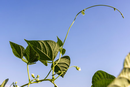 A bean plant with green leaves is growing on a bamboo pole. The leaves are small and green, and the plant is growing towards the skyの写真素材