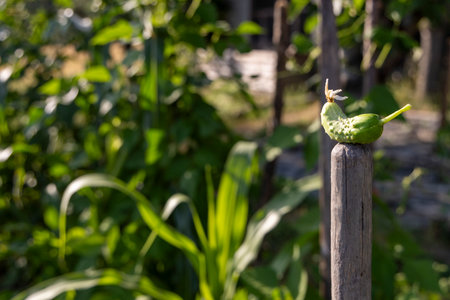 A green cucumber is sitting on a wooden post in a garden. The cucumber is surrounded by green plants and trees, creating a peaceful and natural atmosphereの写真素材