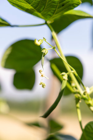 A green bean plant with green leaves and green beans. The plant is growing on a vine