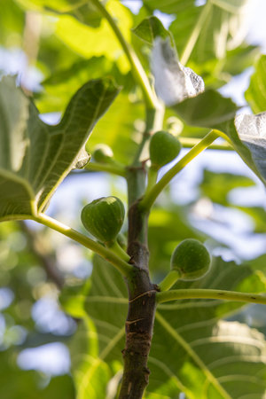 A branch of a fig tree with green leaves and small green fruits. The fruits are clustered together and are visible from the top of the branchの写真素材